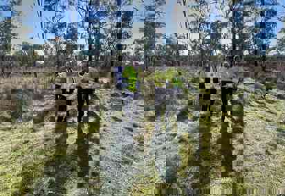 Molong rehabilitation work 5