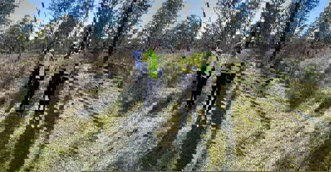 Molong rehabilitation work 5